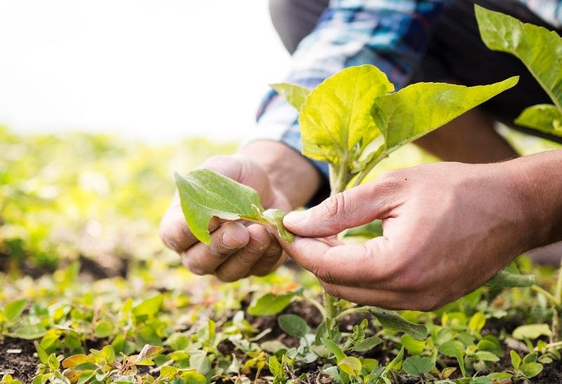 Inscrições abertas para programa de formação de lideranças no setor agropecuário