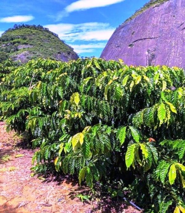 Produção de conilon é estimada em 12 milhões de sacas no Espírito Santo