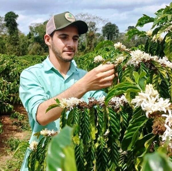 Produção de conilon é estimada em 12 milhões de sacas no Espírito Santo