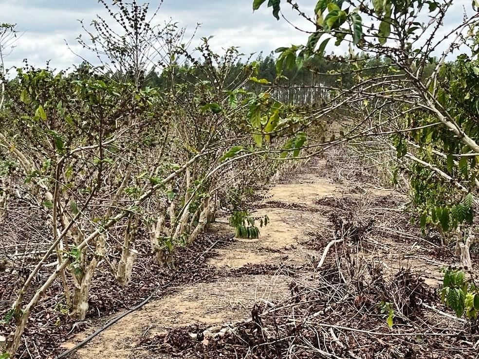 ES sofre com seca e cidades decretam estado de emergência