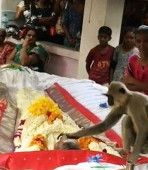 Macaco vai a velório de ‘amigo’ e tenta fazer o morto ‘acordar’