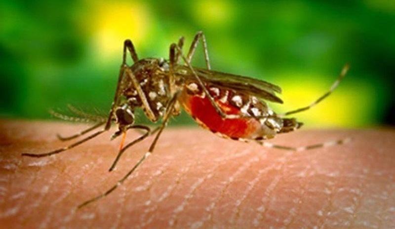 Algumas pessoas podem ser verdadeiros ‘ímãs de mosquito’, diz estudo