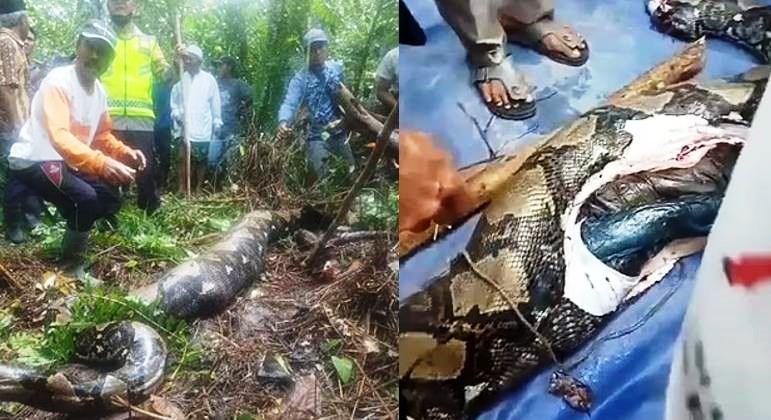 Mulher desaparecida é encontrada morta dentro de cobra de quase 7 metros