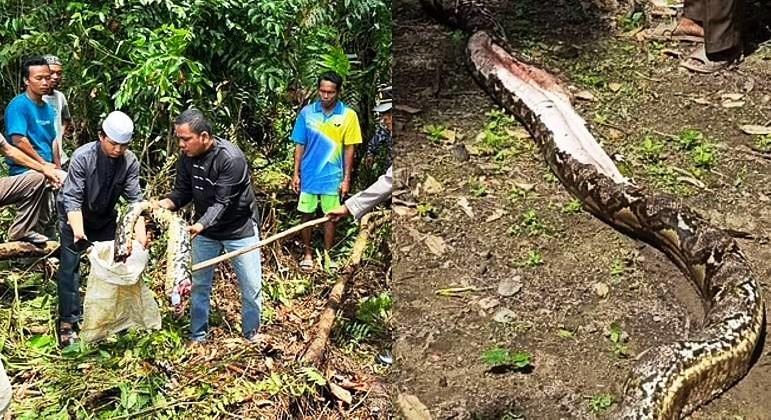 Mulher desaparecida é encontrada morta dentro de cobra de quase 7 metros
