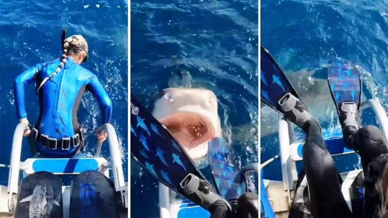 Mergulhadora escapa de mordida de tubarão no Havaí