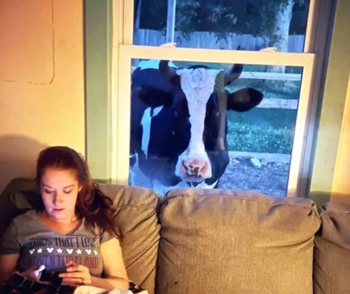 Vaca ‘invade’ casa todos os dias para dar abraço em homem