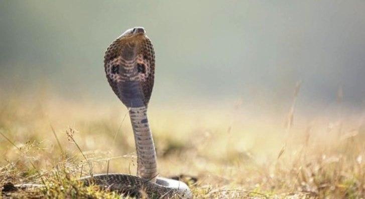 Cobra morre após ser mordida por menino de 8 anos, na Índia: ‘num piscar de olhos1