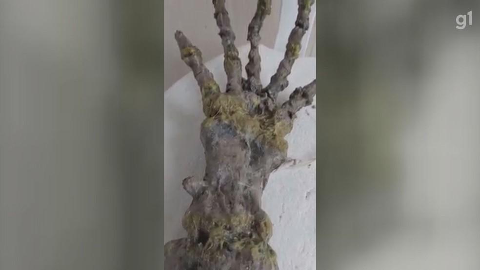 Esqueleto encontrado em praia no litoral de SP intriga banhistas