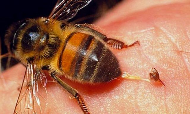 Espírito Santo registra maior número de óbito por picada de abelhas nos últimos seis anos