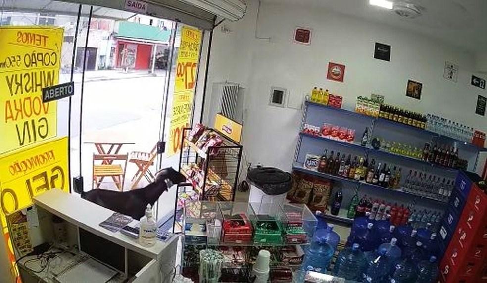 ‘Bode ladrão’ invade estabelecimento e furta pacote de salgadinhos