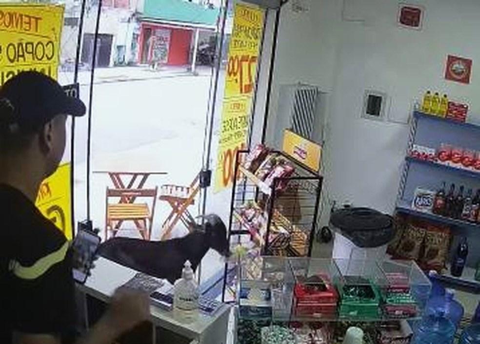 ‘Bode ladrão’ invade estabelecimento e furta pacote de salgadinhos