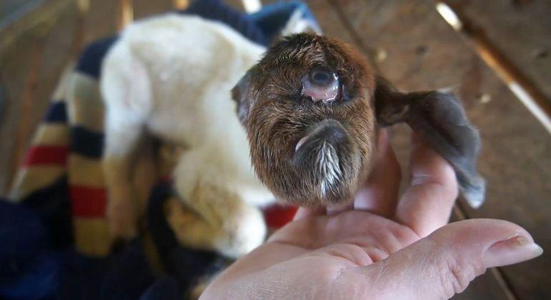 Parece um ciclope: filhote de bode nasce sem nariz e com apenas um olho