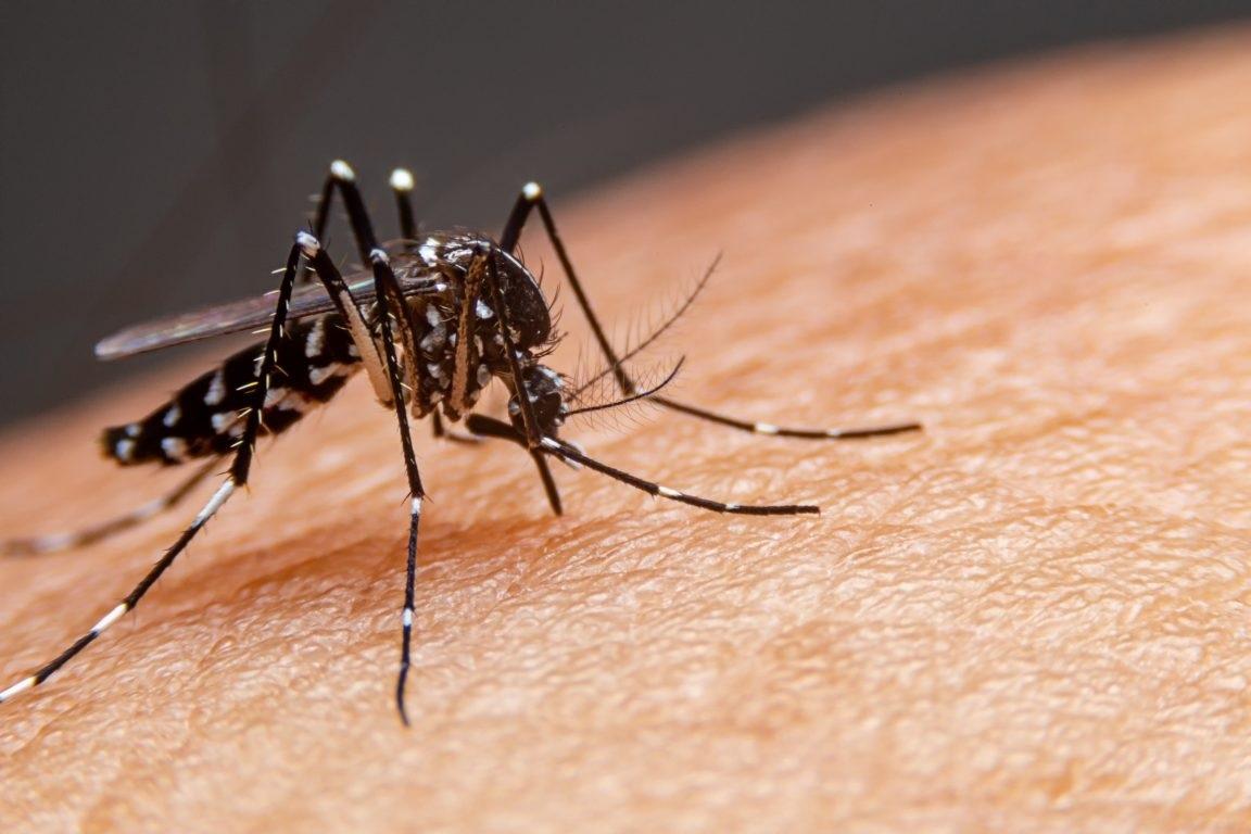 Notificações de dengue diminuem, mas Secretaria de Saúde de São Mateus (ES) alerta: não é hora de relaxar