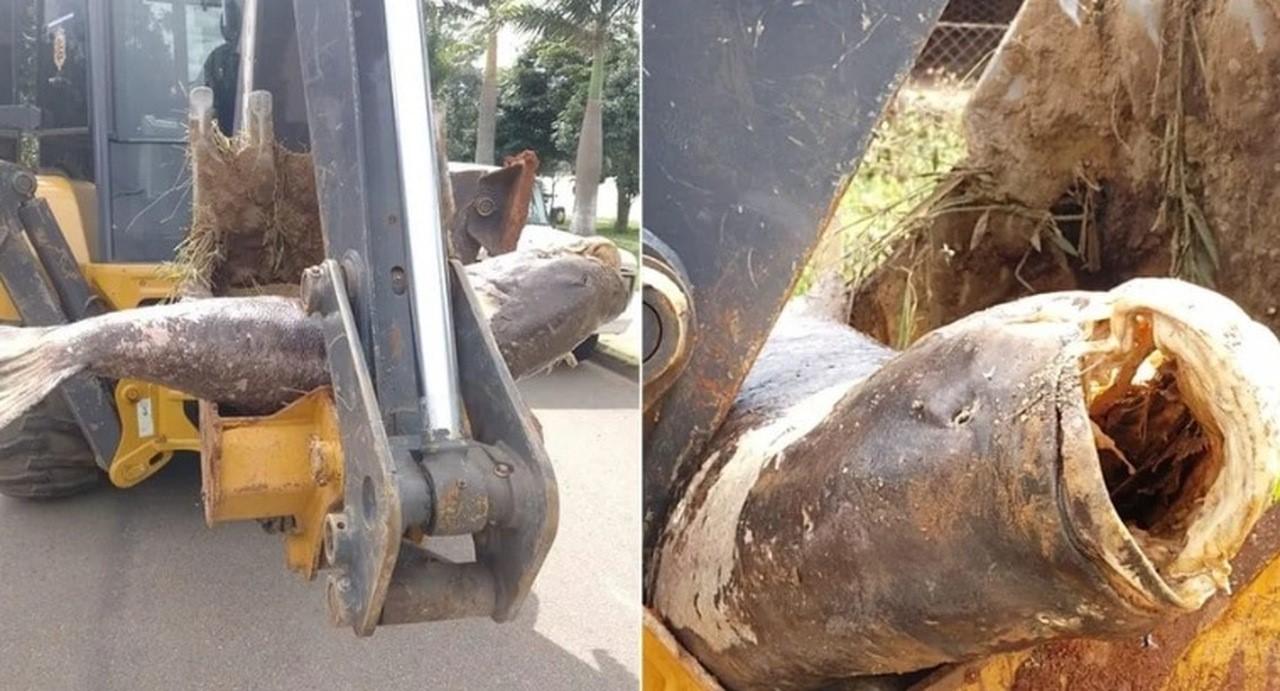 Carpa gigante é retirada de represa com ajuda de retroescavadeira