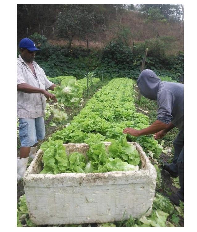 Mais de 30 alimentos orgânicos farão parte de merendas escolares em Nova Venécia, ES
