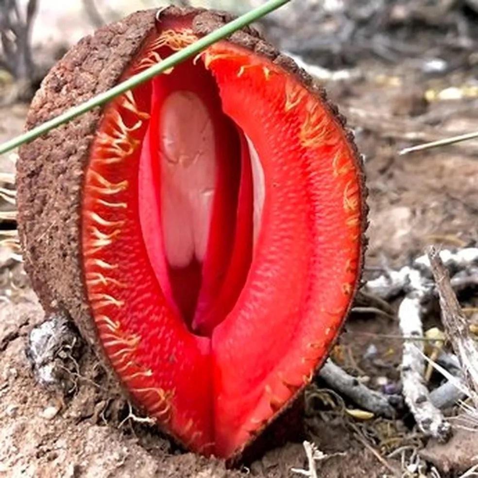 ‘Flor-vulva’ dos desertos da África vive como parasita no subsolo e tem cheiro de carne podre