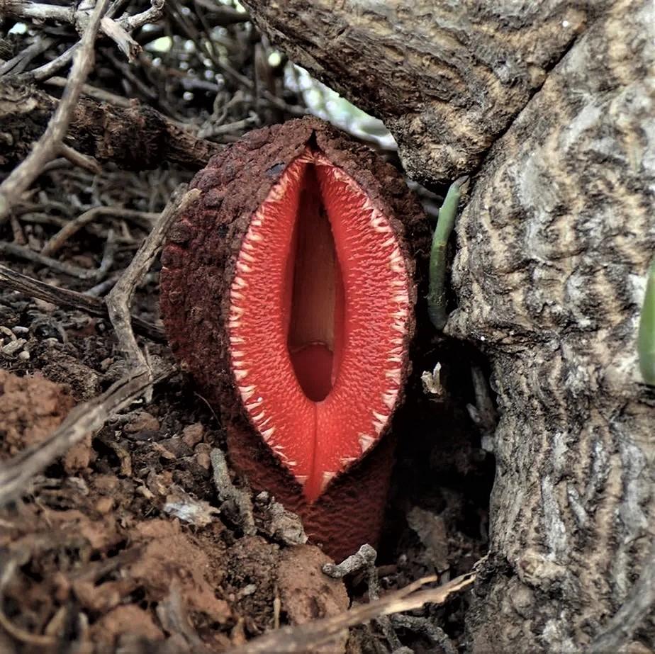 ‘Flor-vulva’ dos desertos da África vive como parasita no subsolo e tem cheiro de carne podre