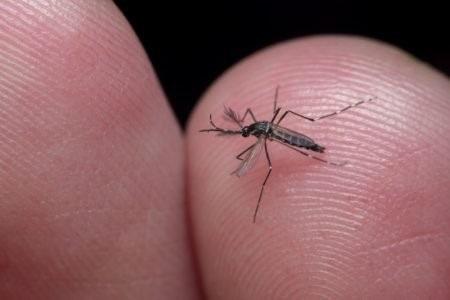 Fiocruz anuncia “fábrica” de mosquitos antidengue no Brasil