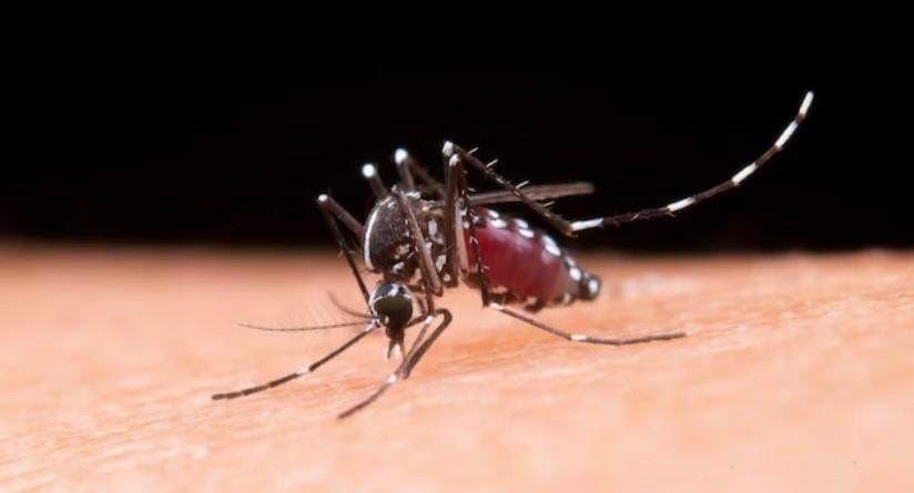 Municípios do interior lideram casos de dengue no Espírito Santo