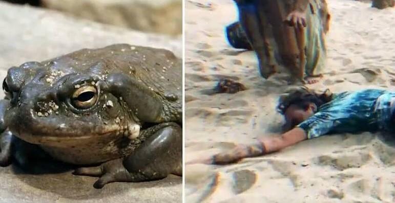 Droga extraída de sapo e usada em rituais é apreendida em Goiás