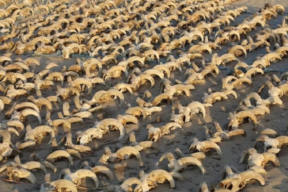Mais de 2 mil cabeças de carneiro mumificadas são descobertas no Egito