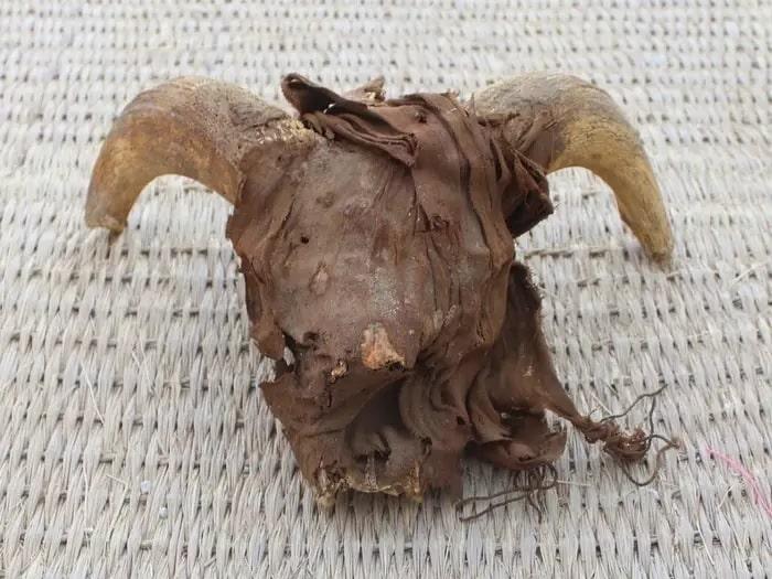 Mais de 2 mil cabeças de carneiro mumificadas são descobertas no Egito