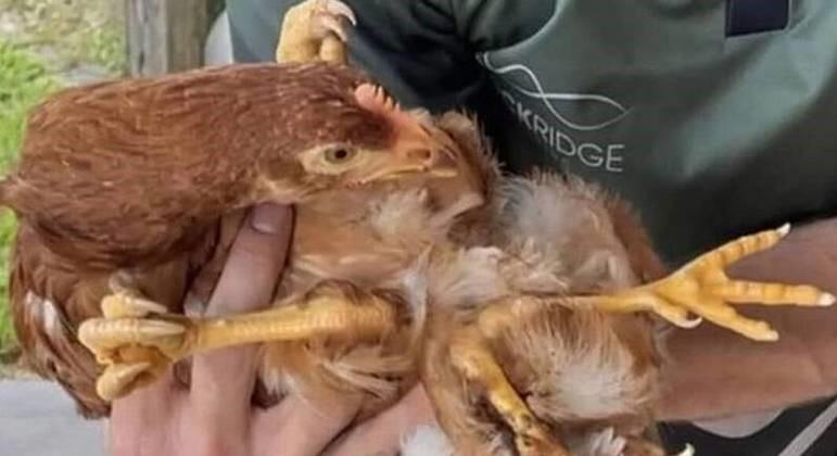 Galinha nasce com quatro patas e é atacada por companheiras de galinheiro