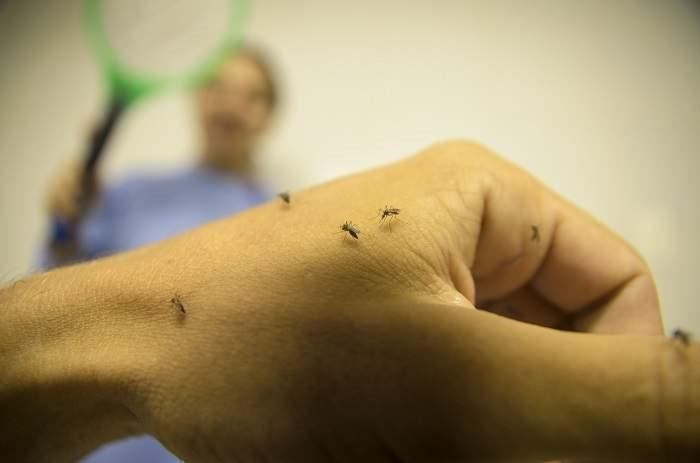 Linhares é o município com mais mortes por dengue no ES