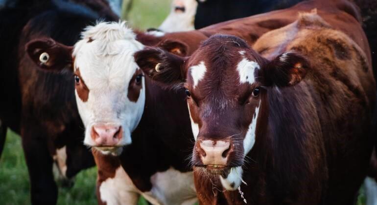 Puns e arrotos de animais provoca megaexplosão e mata 18 mil vacas e destrói fazenda