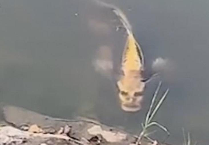Peixe com rosto humano surge em rio e apavora população