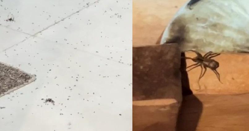 Casal aluga chalé durante final de semana e é surpreendido com infestação de aranhas