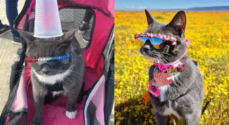 Mulher gasta mais de R$ 31 mil com óculos de sol para gata