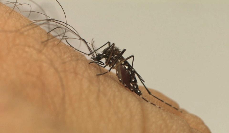 Mais da metade dos óbitos por dengue no ES são de pessoas com comorbidades