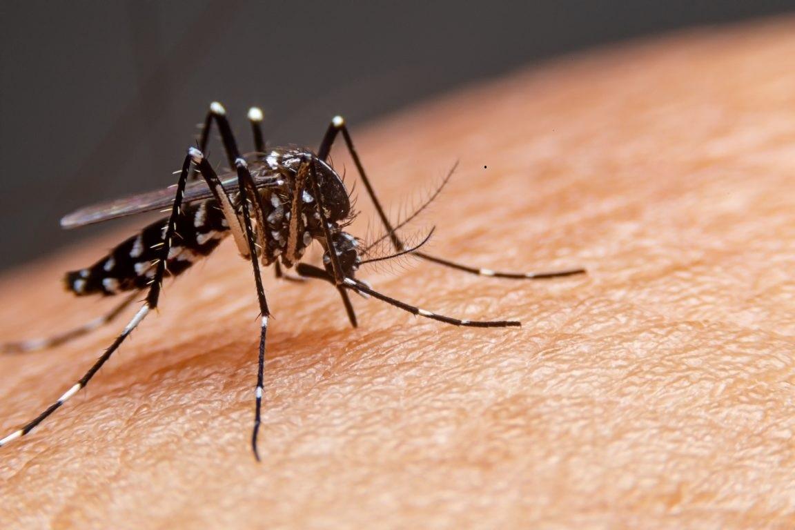 ES tem 63 mil casos de dengue neste ano, 3 vezes mais que em 2022 inteiro
