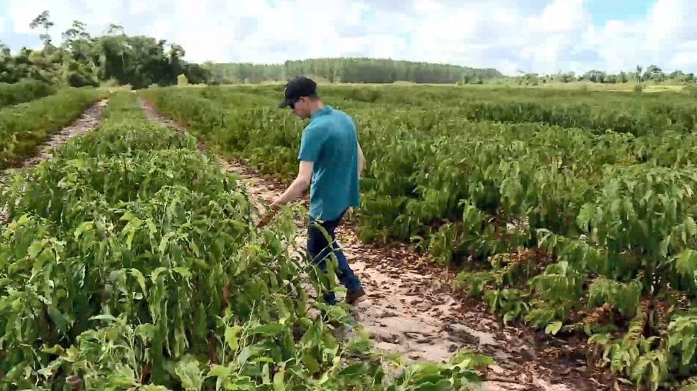 Produtores perdem plantações de café e pimenta após chuva de granizo no ES