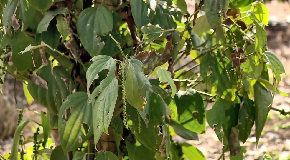 Produtores perdem plantações de café e pimenta após chuva de granizo no ES