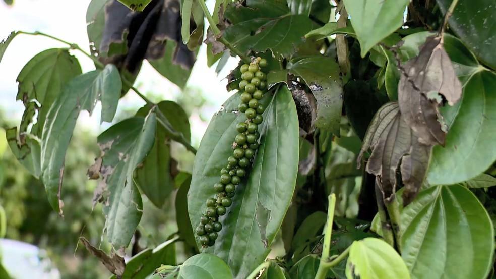 Produtores perdem plantações de café e pimenta após chuva de granizo no ES