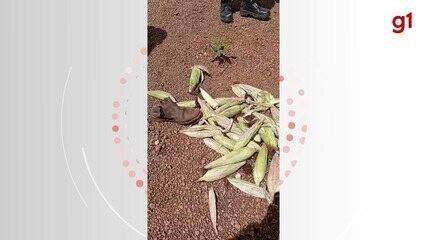 Sobe para 16 o número de mortos após novo confronto entre policiais e suspeitos de atacar Confresa, em MT