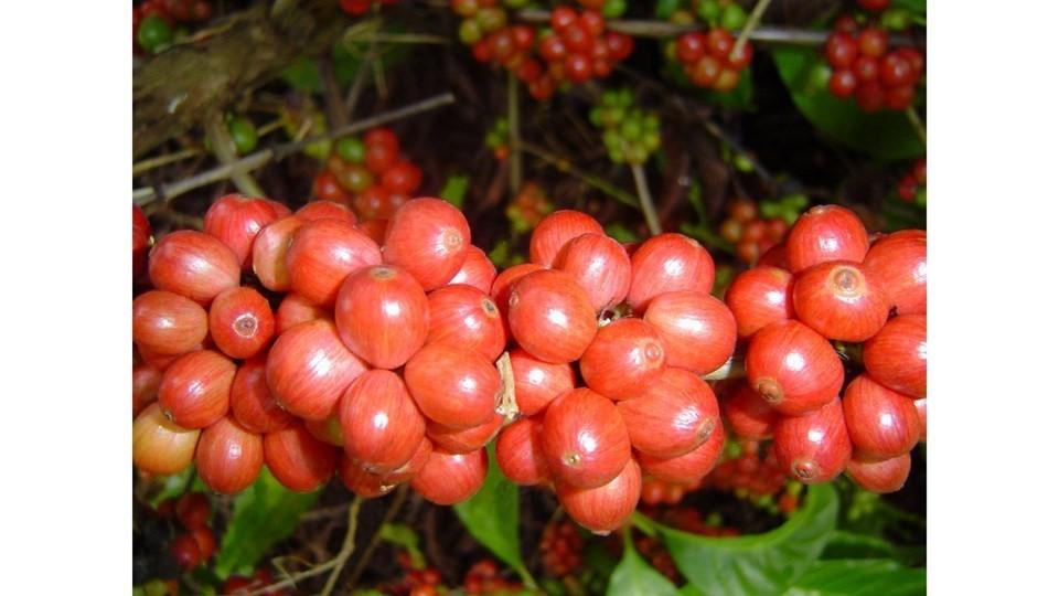 Inscrições abertas para a 3ª edição do Concurso de Qualidade Café Conilon de Rio Bananal, ES