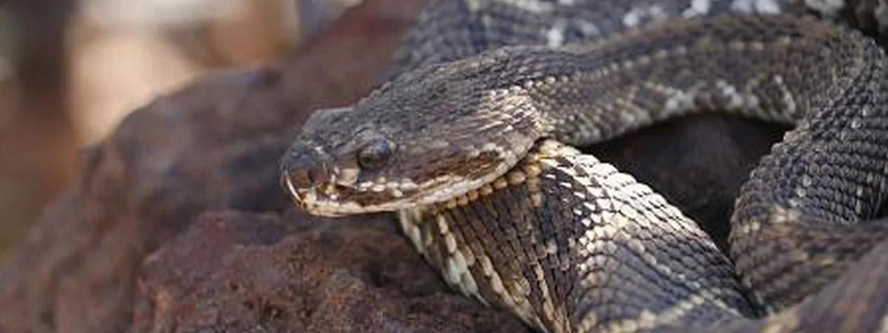 Por que não existem cobras na Irlanda?