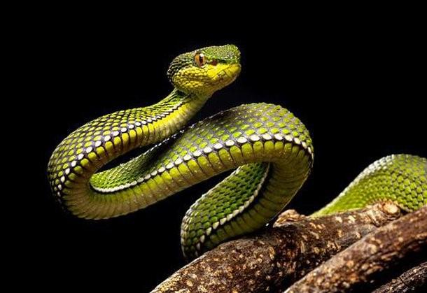Por que não existem cobras na Irlanda?
