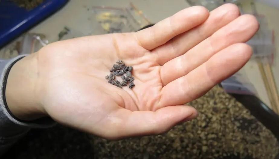 Com 1,1 mil anos, sementes de uvas citadas na Bíblia são achadas em deserto