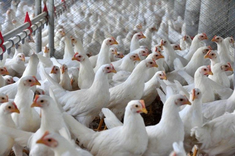 Gripe aviária leva Brasil a decretar emergência zoossanitária
