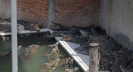 Idoso cai em criadouro, é destroçado e devorado vivo por 40 crocodilos