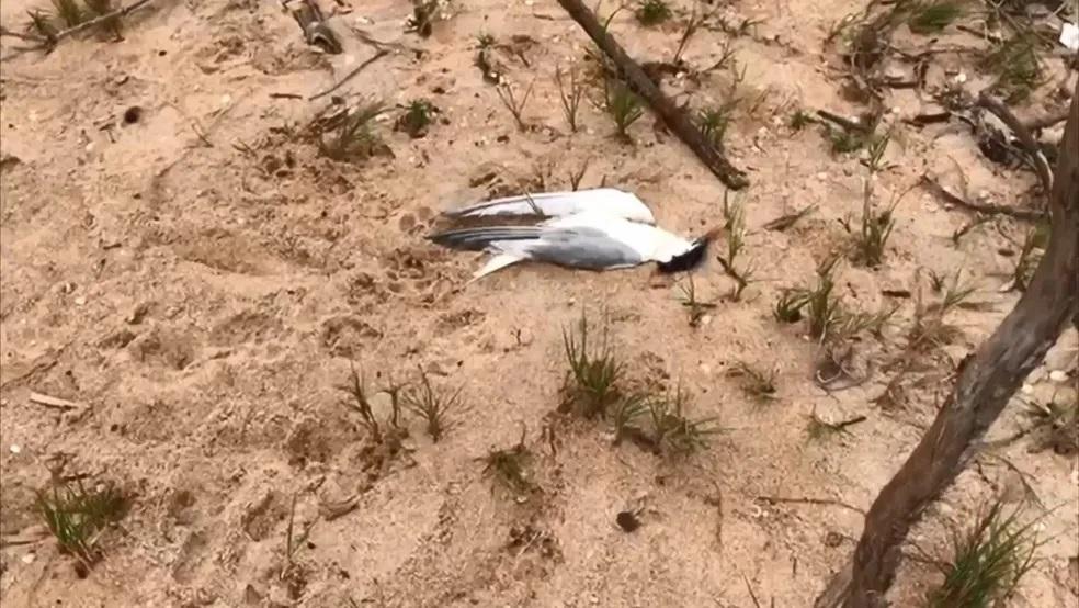 Dezenas de aves silvestres são encontradas mortas em ilha do ES e secretaria investiga se é gripe aviária