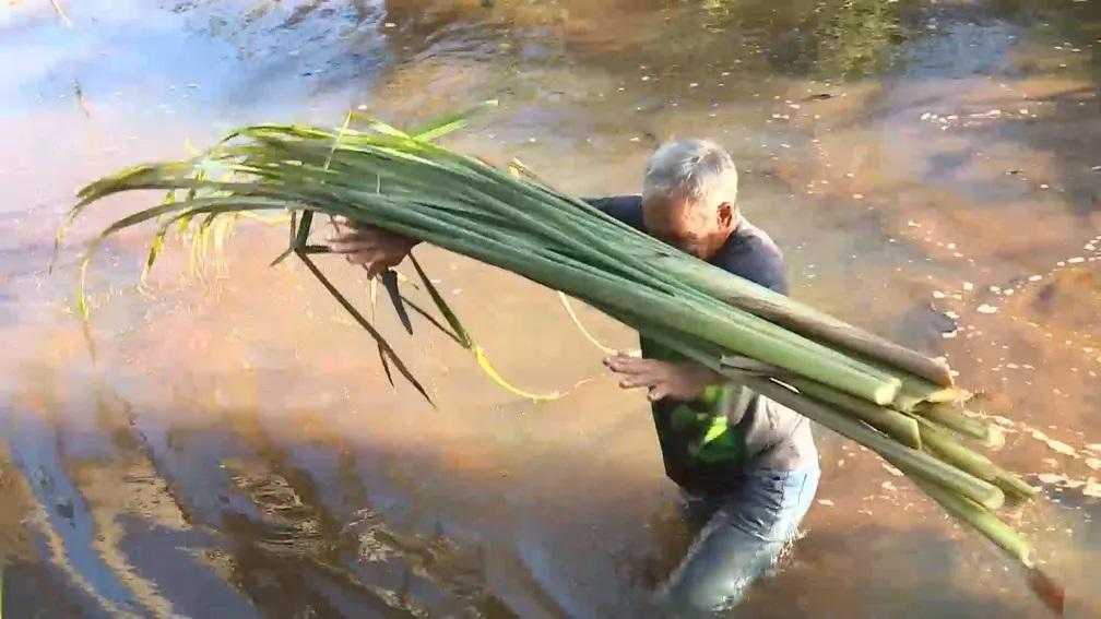 Técnica de artesanato com planta aquática taboa é passada entre gerações e ajuda a sustentar famílias no ES