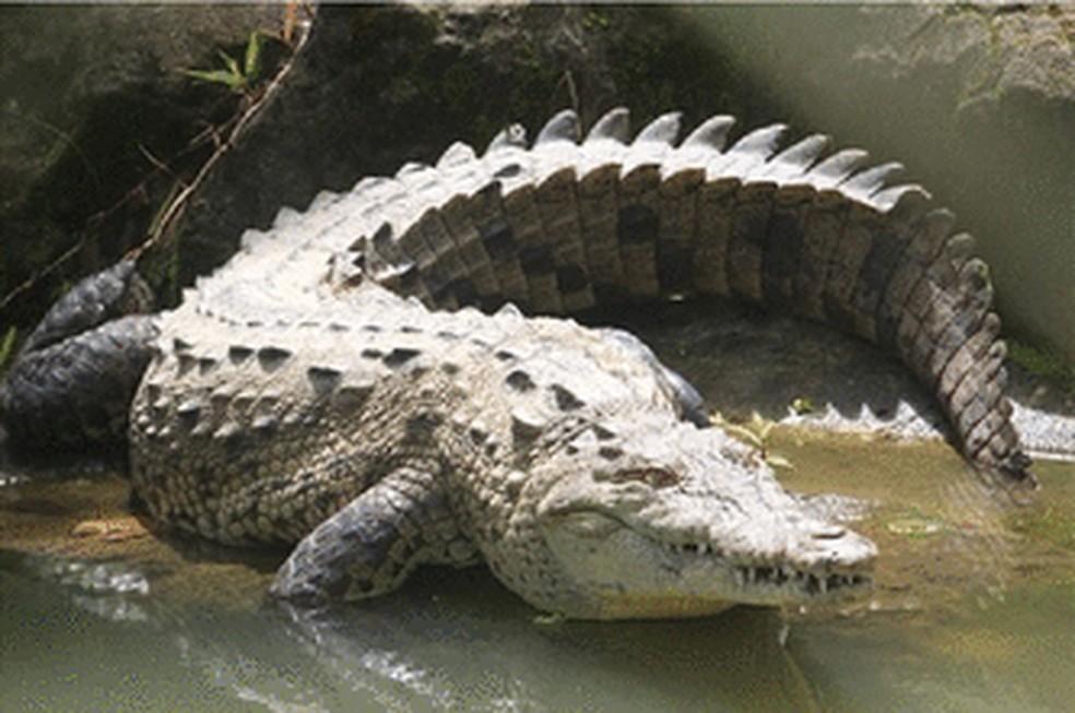 Crocodilo engravida de si mesmo em fenômeno chamado de ‘parto virgem’