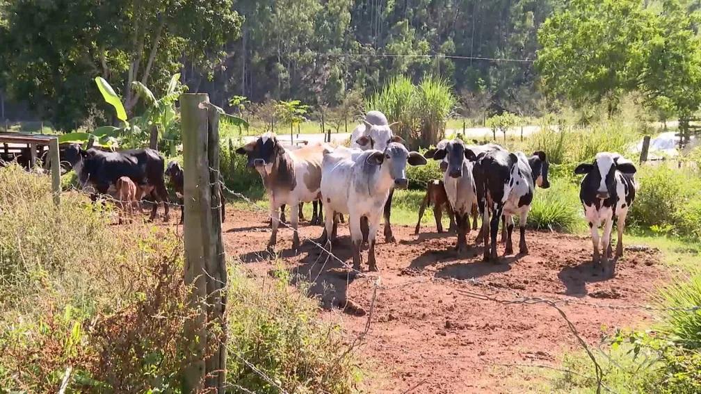 Seca deve ser mais rigorosa no inverno e produtores investem em alternativas para sofrerem menos impactos no ES