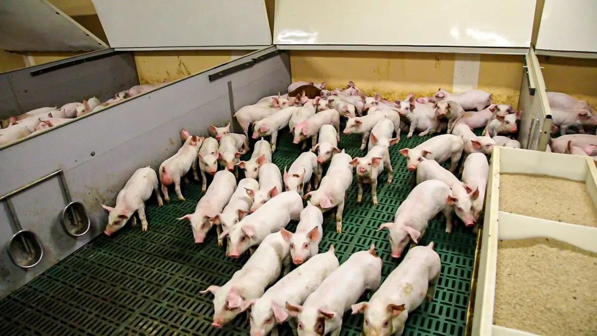 Prédios com 650.000 suínos na China são gigantes