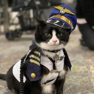 Gato é contratado por aeroporto para ajudar passageiros a relaxarem